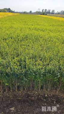 高度50厘米小叶女贞