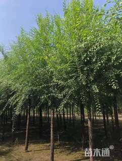 12公分榆树