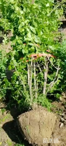 高度340厘米丛生蜡梅