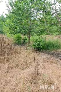 15公分乐昌含笑