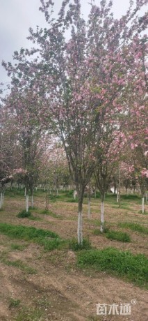 12公分西府海棠