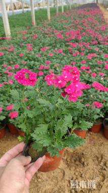 高度20厘米细叶美女樱