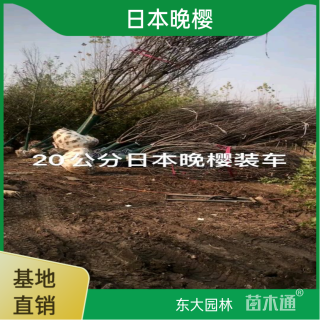 20公分日本晚樱