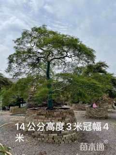 高度1.5厘米羽毛枫