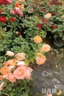 高度25厘米欧洲月季