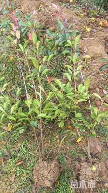 高度150厘米红叶石楠篱笆