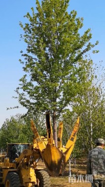 20公分美国红枫-秋火焰