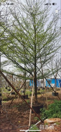 13公分细叶榄仁