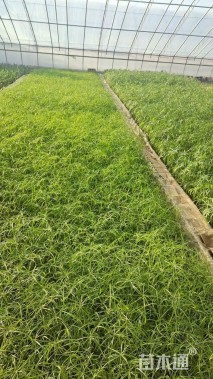 高度20厘米旱伞草