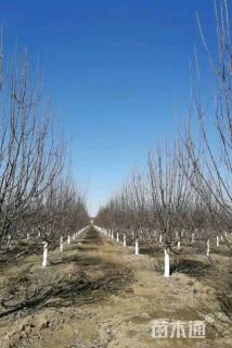 高度550厘米冬红果海棠