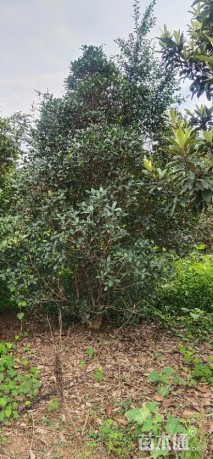 高度350厘米丛生桂花