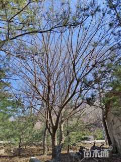 高度850厘米丛生元宝枫