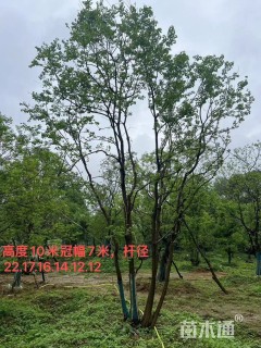 80公分(3杆)丛生乌桕