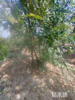 10公分丛生朴树