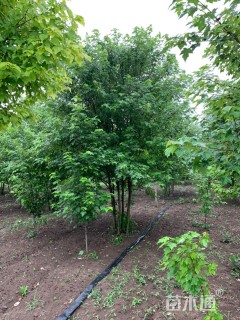 高度1000厘米丛生美国红枫