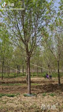 20公分绒毛白蜡