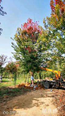 26公分美国红枫