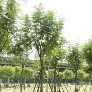 12公分丛生蓝花楹