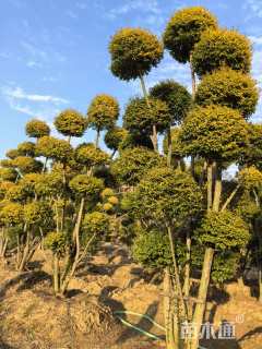 冠幅150厘米红花继木球