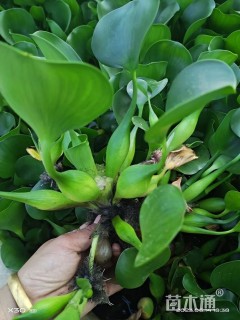 高度15厘米水葫芦