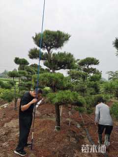 35公分造型黑松