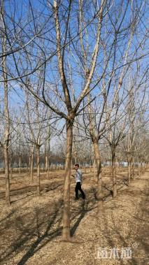 18公分金叶复叶槭