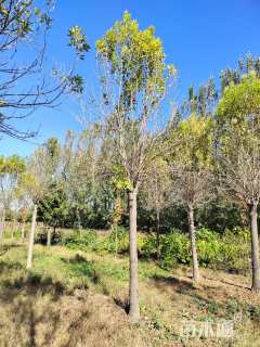 15公分金叶白蜡