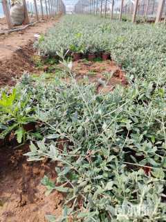 高度15厘米水果兰球