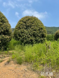 20公分红叶石楠