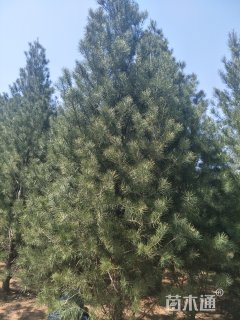 高度700厘米白皮松