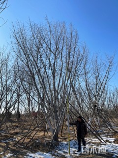 100公分丛生银杏