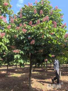 18公分红花七叶树