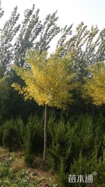 12公分金枝槐
