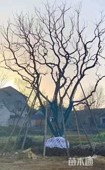 15公分(4杆)丛生乌桕