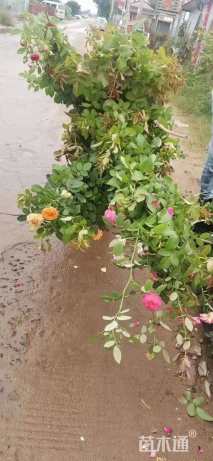 300厘米藤本月季