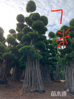 100公分造型小叶榕