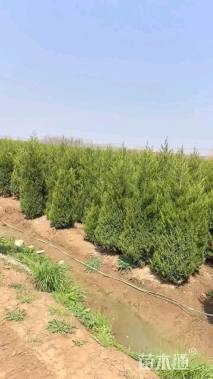 高度180厘米塔柏