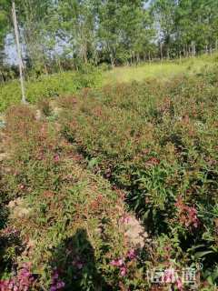 高度30厘米红王子锦带