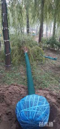 10公分嫁接垂柳