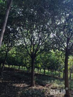 20公分大叶女贞