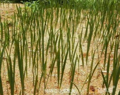 裸干高15厘米加拿利海枣