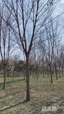 高度400厘米山茱萸