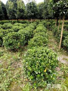 冠幅80厘米海桐球