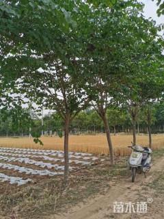 高度2200厘米紫荆