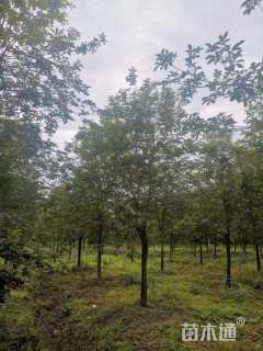 11公分黄花风铃木