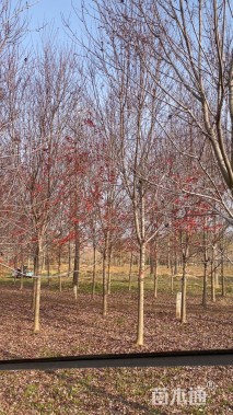 10公分美国红枫-红点