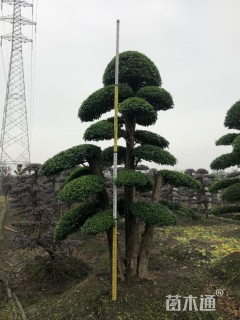 50公分造型小叶女贞