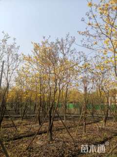 12公分黄花风铃木