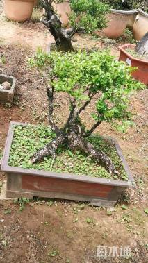 高度50厘米小叶黄杨