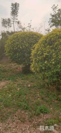 高度200厘米黄金榕